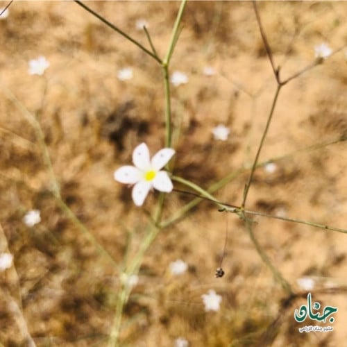 بذور عشبة الظبي - السمنة ( gypsophila copillaris )