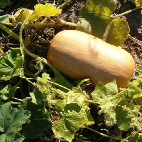 بذور القرع الأمريكي ( Cucurbita moschata )