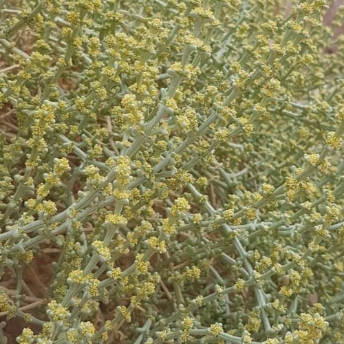 بذور شجيرة الشعران ( Anabasis setifera )