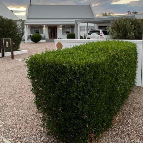 بذور الدودونيا ( Dodonaea )