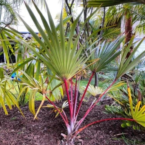 بذور نخيل لاتانيا الاحمر ( Latania lontaroides )