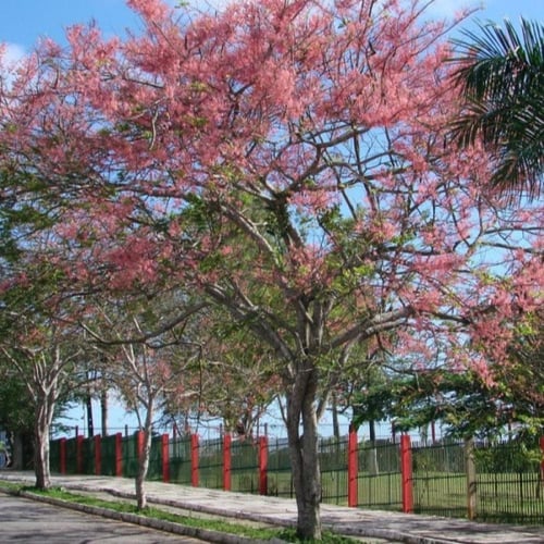 بذور شجرة كاسيا الوردية ( Cassia Grandis )