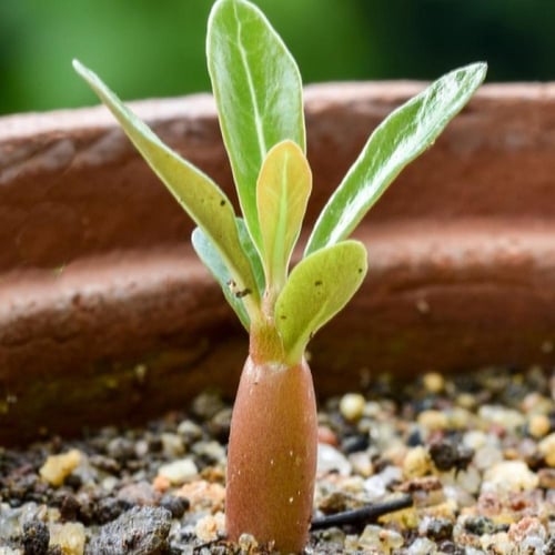 بذور العدنة - الادينيوم ( Adenium obesum )