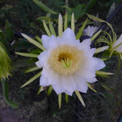 بذور فاكهة التنين - دراجون أصفر ( Selenicereus und...