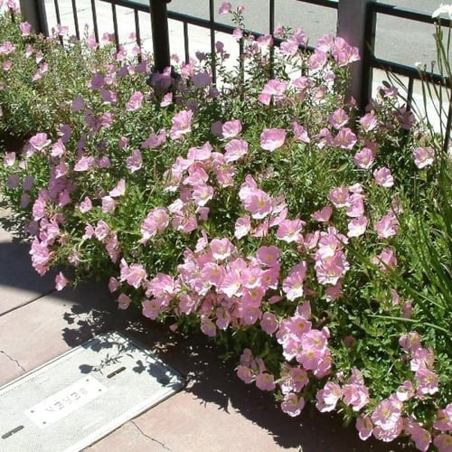 بذور زهرة الربيع المسائية ( Oenothera speciosa )