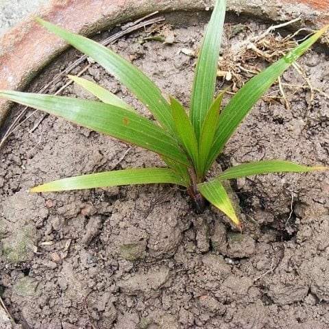 بذور نخيل الزجاجة - بوتل ( Hyophorbe lagenicaulis...