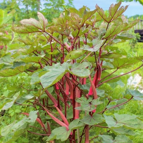 بذور البامية الحمراء ( Abelmoschus esculentus )