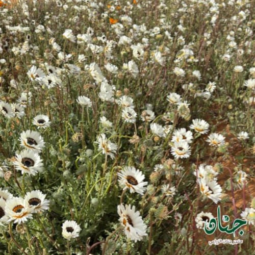 بذور ملكة الحقل البيضاء ( Arctotis fastuosa )