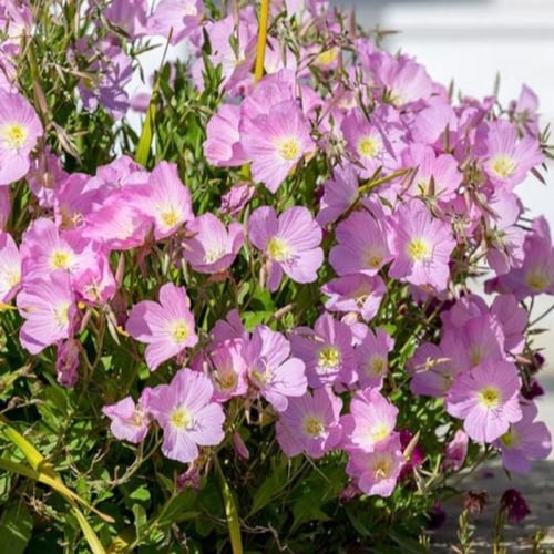 بذور زهرة الربيع المسائية ( Oenothera speciosa )