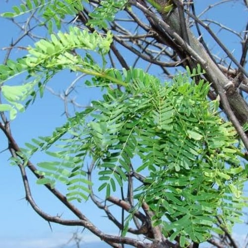 بذور السمر ( Acacia tortilis )