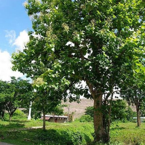 بذور التيك - خشب الساج ( Tectona grandis )
