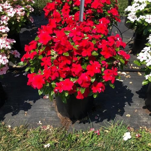 بذور البفتة الحمراء - الفينكا - الالونكا ( Cathara...