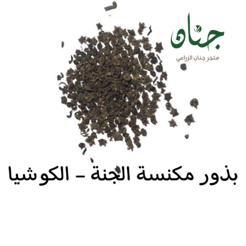 ‫بذور مكنسة الجنة - كوشيا ( Kochia Scoparia )