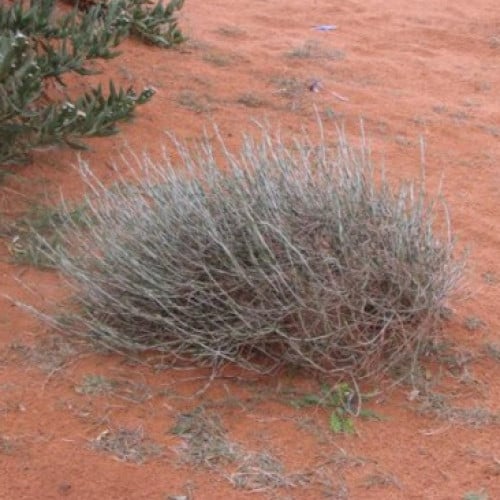 بذور شجيرة الرمث ( Haloxylon salicornicum )