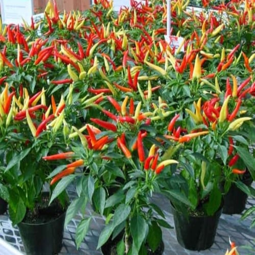 بذور الفلفل الشجيري الأحمر ( capsicum frutescens )