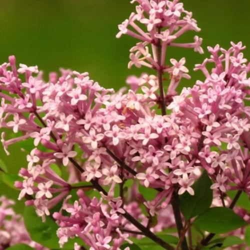 بذور شجيرة الليلك المجري ( Syringa josikaea )