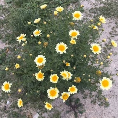 بذور زهرة الاقحوان التاجي - الأراولا ( Chrysanthem...