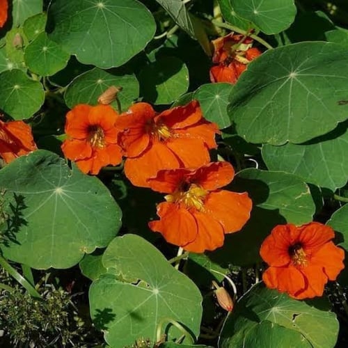 بذور زهرة السالبوت - أبو خنجر ( tropaeolum majus )
