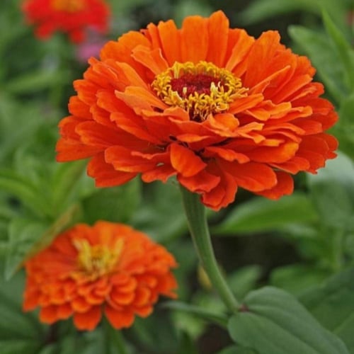 بذور زهرة الزينيا البرتقالية ( Zinnia elegans )