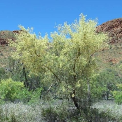 بذور شجرة سنط فيكتوريا ( Acacia victoriae )
