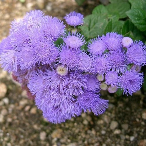 بذور زهرة الخيط ( Ageratum mexicanum )