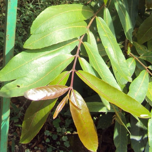 بذور شجرة ترمناليا أرجونا ( Terminalia arjuna )