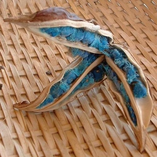 بذور نخيل المسافر - الموز الكاذب ( Ravenala madaga...