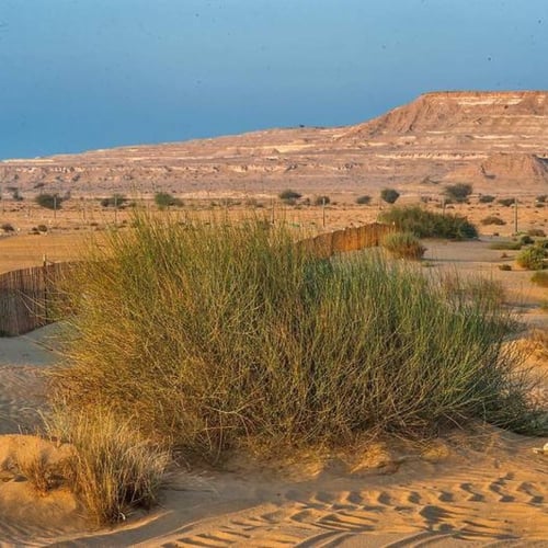 بذور المرخ ( Leptadenia pyrotechnica )