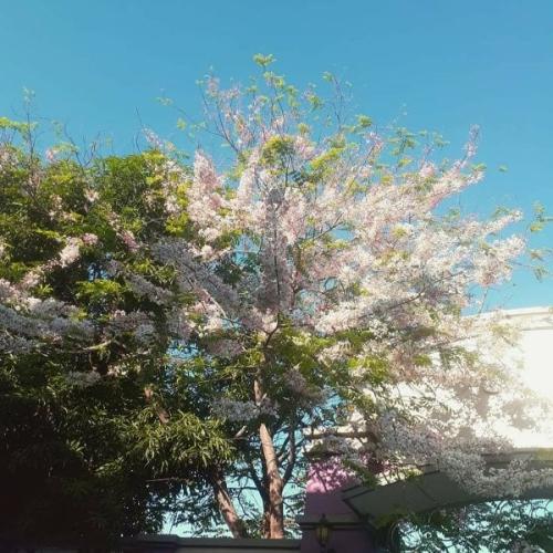 بذور شجرة الليلك المكسيكي ( Gliricidia sepium )