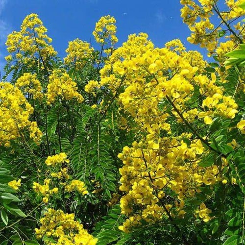بذور كاسيا سبيكتابيلس ( Cassia spectabilis )