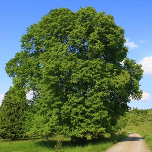 بذور شجرة الزيزفون الهولندي ( Tilia platyphyllos )