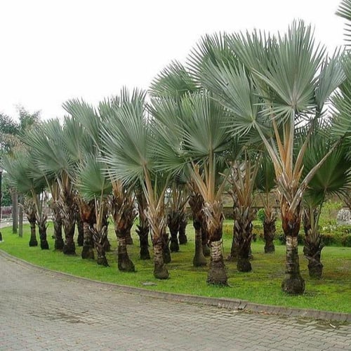 بذور نخيل لاتانيا الاحمر ( Latania lontaroides )