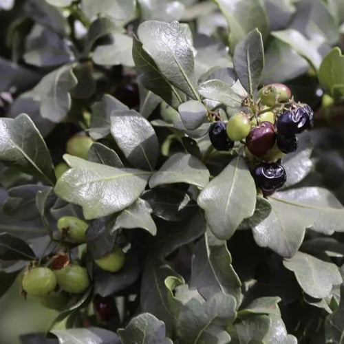 بذور شجرة العرن - الظمخ ( Searsia tripartita )