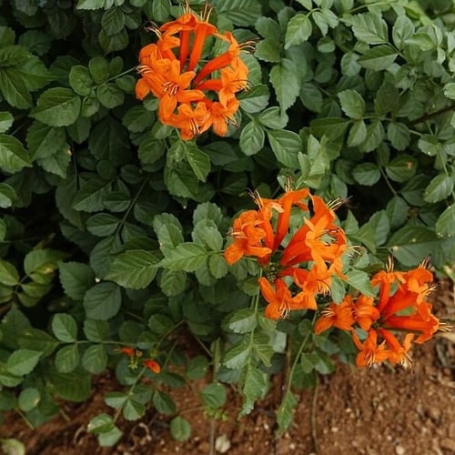 بذور شجيرة تيكوماريا ( Tecomaria Capensis )