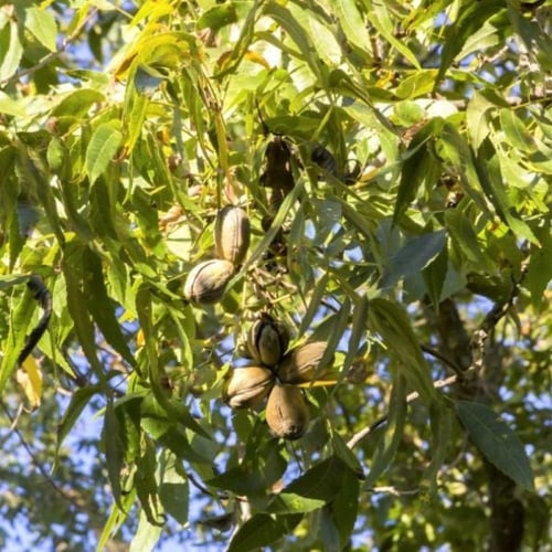 بذور شجرة جوز البيكان ( Carya illinoinensis )