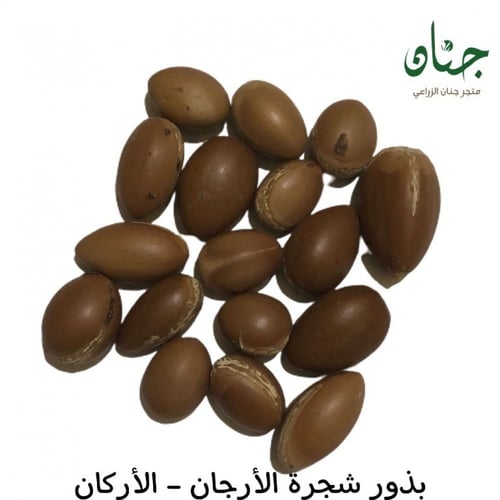 بذور شجرة الأرجان - الأركان ( Argania spinosa )