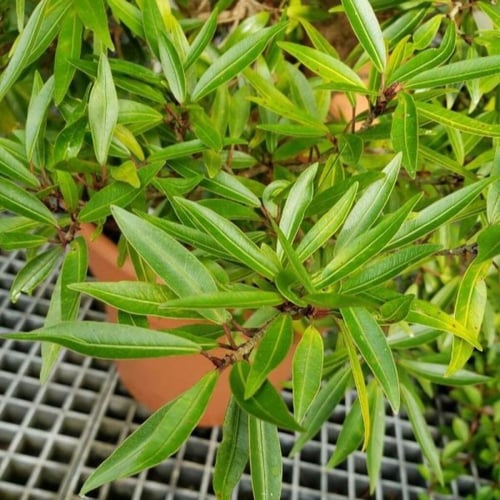 بذور شجرة الاثب ( Ficus cordata ssp )