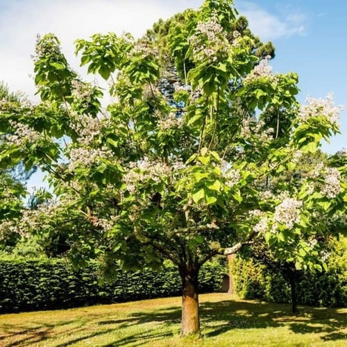 بذور شجرة كاتالبا الفول الهندي ( Catalpa bignonioi...