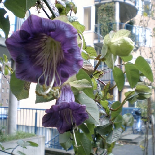بذور الزهرة الكوبية ( Cobaea scandens )