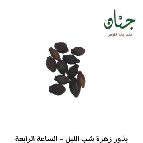 بذور زهرة شب الليل الملونة - الساعة الرابعة ( Mira...