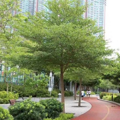 بذور شجرة ترمناليا منتالي ( Terminalia mantaly )