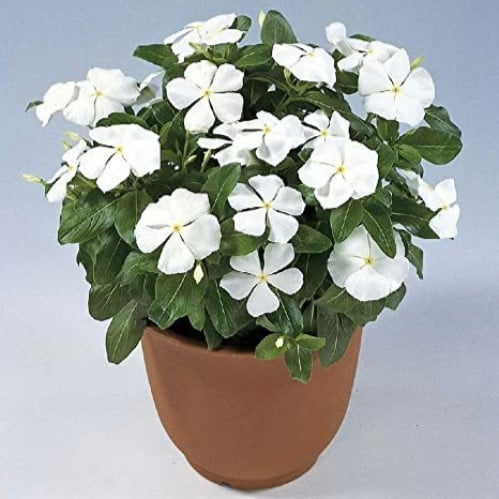 بذور البفتة البيضاء - الفينكا - الالونكا ( Cathara...