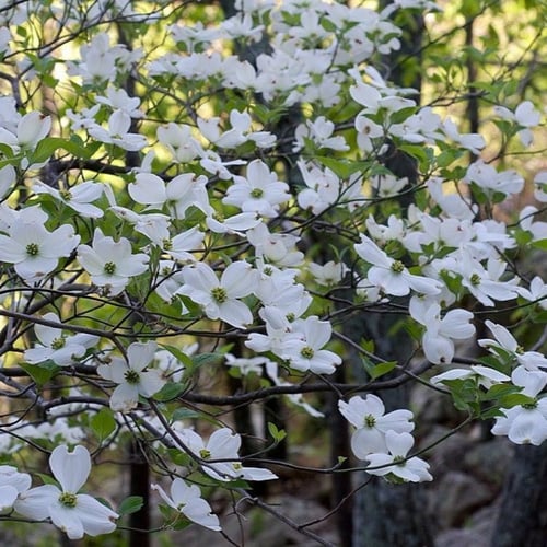 بذور شجرة قرانيا فلوريدا ( Cornus florida )