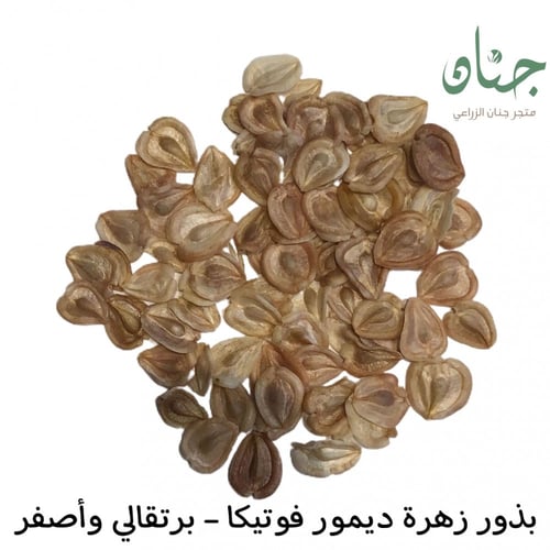 بذور زهور الاقحوان الافريقي برتقالي واصفر ( Dimorp...