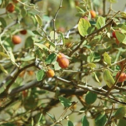 بذور السدر البري ( ziziphus nummularia )