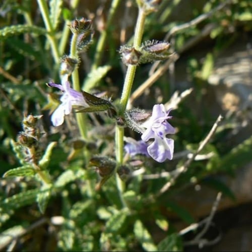 بذور عشبة الرعلا ( Salvia aegyptiaca )