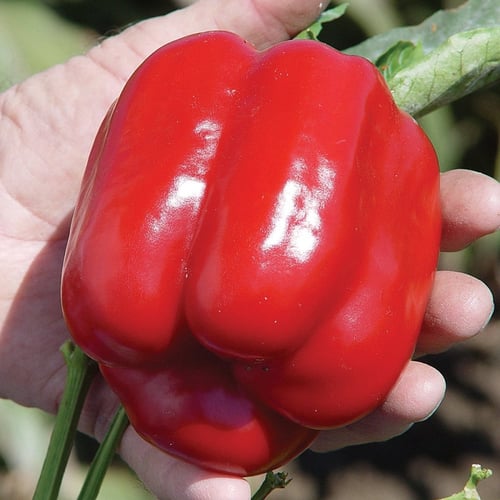 بذور فلفل رومي أحمر ( Capsicum annuum )