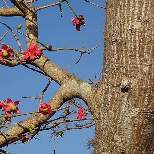 بذور شجرة البومباكس ( Bombax ceiba )