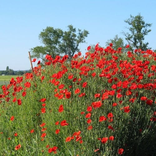 بذور زهور الديدحان الأحمر - شقائق النعمان ( Papave...