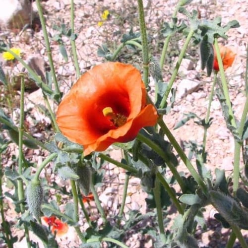 بذور الشقر - النعمان ( Glaucium arabicum )